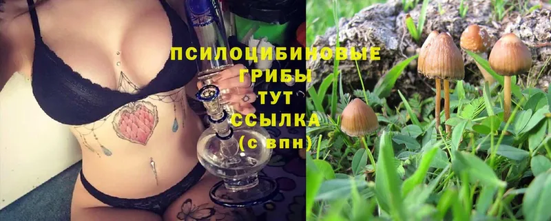 Псилоцибиновые грибы Cubensis  Биробиджан 